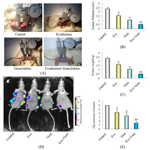 Int J Biol Sci Image