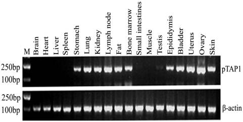 Int J Biol Sci Image