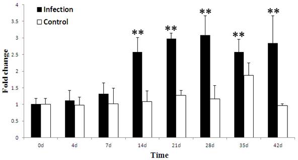 Int J Biol Sci Image