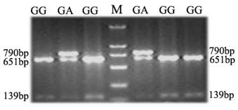 Int J Biol Sci Image