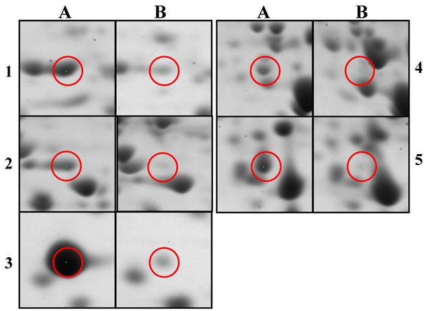 Int J Biol Sci Image