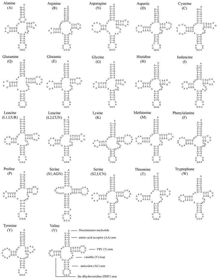 Int J Biol Sci Image