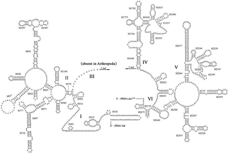 Int J Biol Sci Image