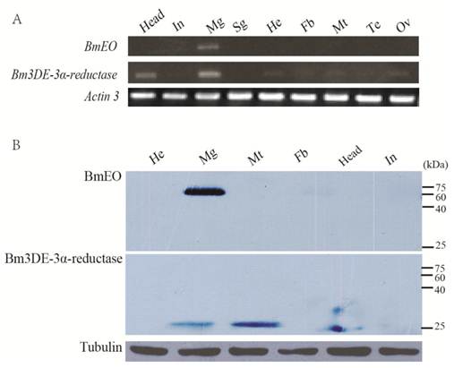 Int J Biol Sci Image