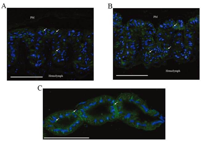 Int J Biol Sci Image