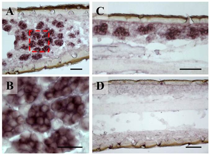 Int J Biol Sci Image