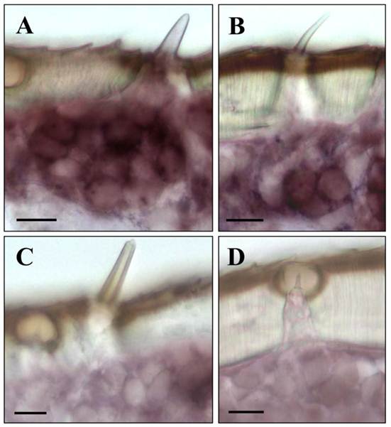 Int J Biol Sci Image