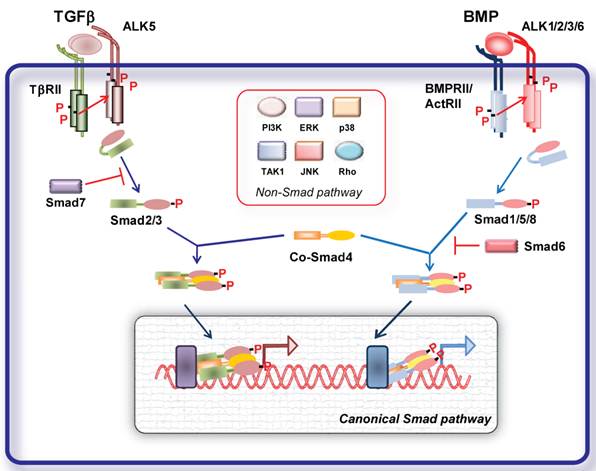 Int J Biol Sci Image