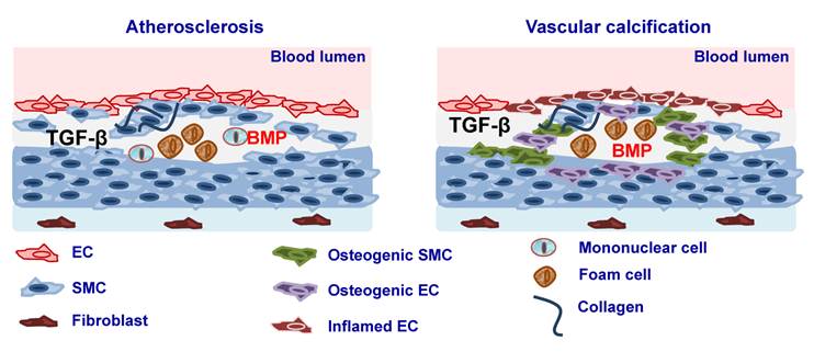 Int J Biol Sci Image