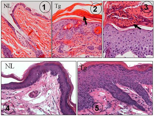 Int J Biol Sci Image