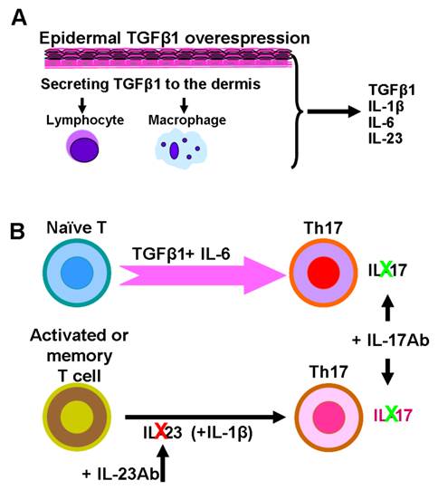 Int J Biol Sci Image