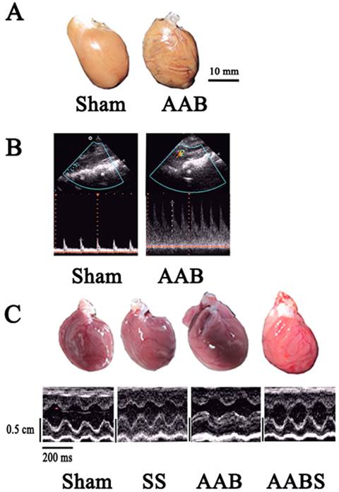 Int J Biol Sci Image