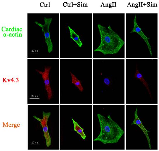 Int J Biol Sci Image