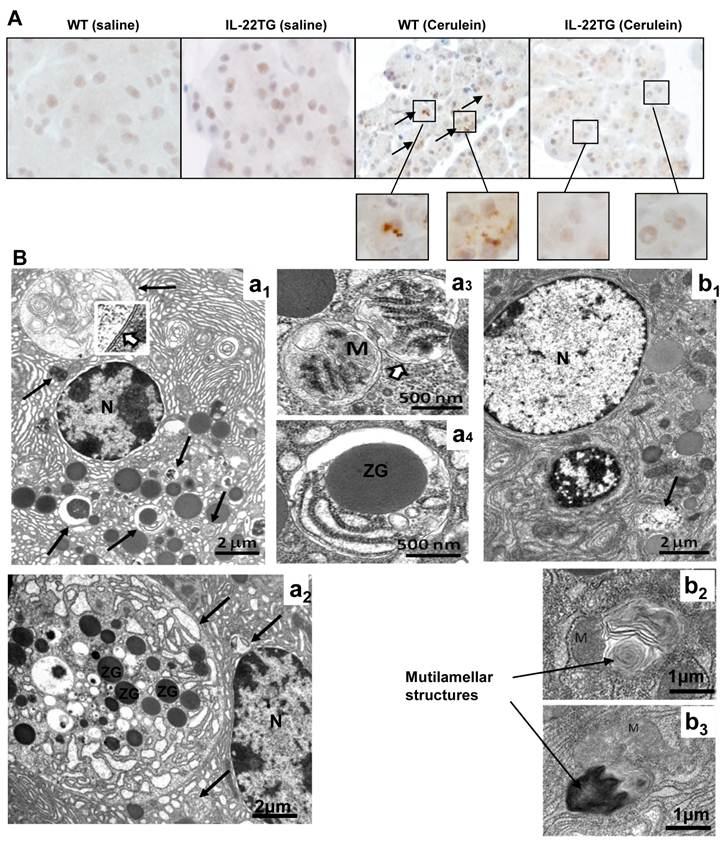 Int J Biol Sci Image