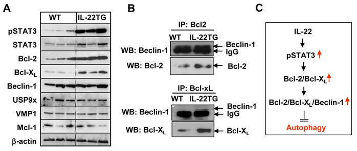 Int J Biol Sci Image