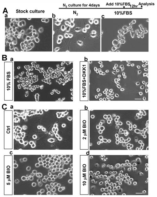 Int J Biol Sci Image