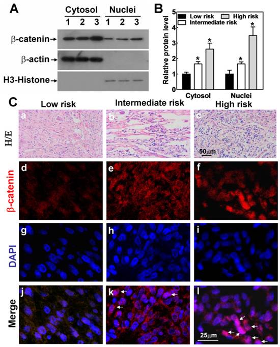 Int J Biol Sci Image