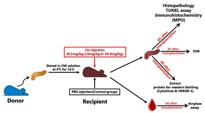 Int J Biol Sci Image