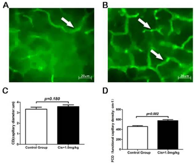 Int J Biol Sci Image