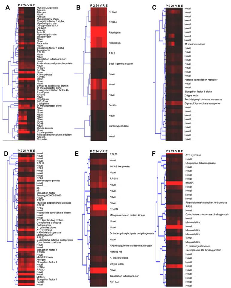 Int J Biol Sci Image