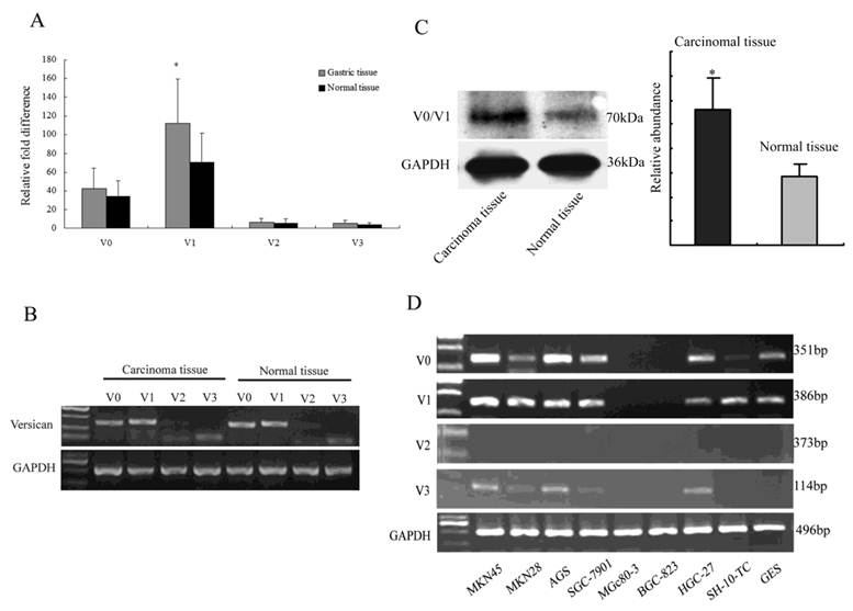 Int J Biol Sci Image