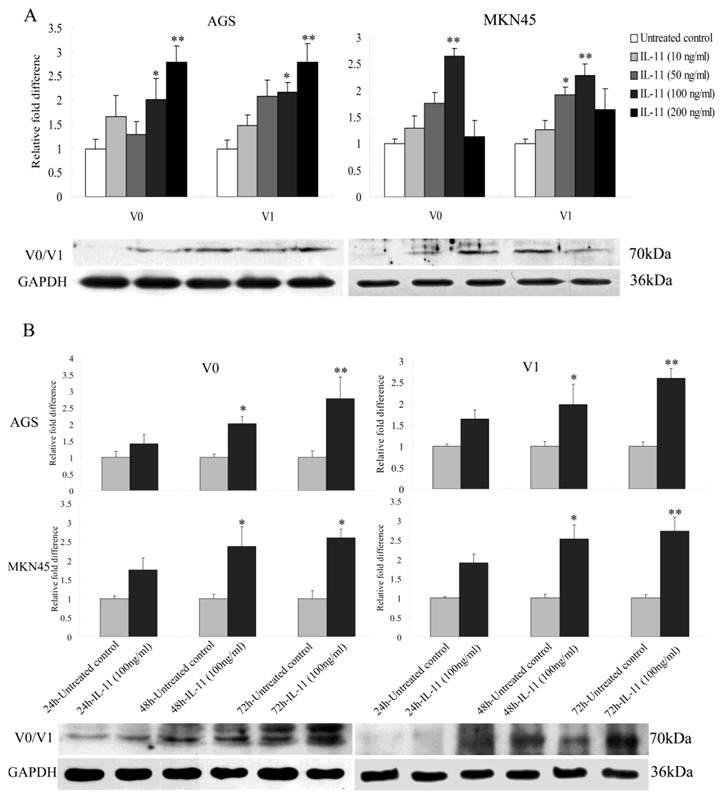 Int J Biol Sci Image