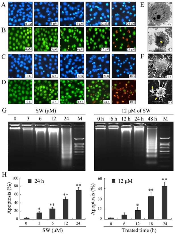 Int J Biol Sci Image