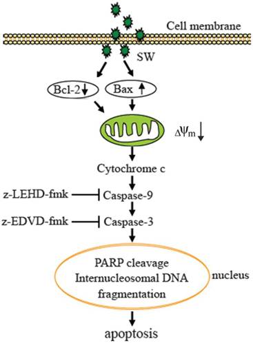 Int J Biol Sci Image