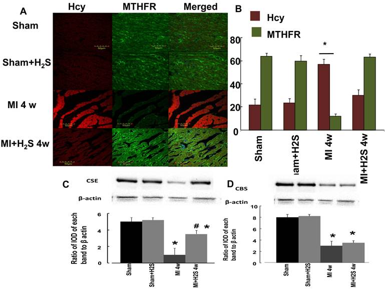 Int J Biol Sci Image