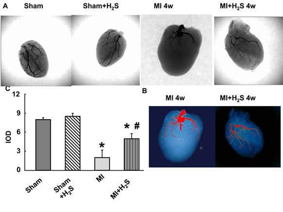 Int J Biol Sci Image