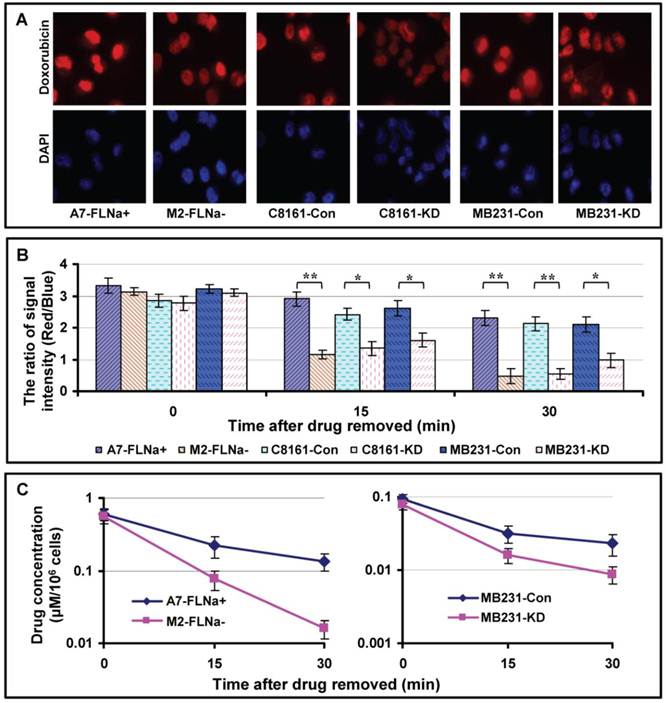 Int J Biol Sci Image