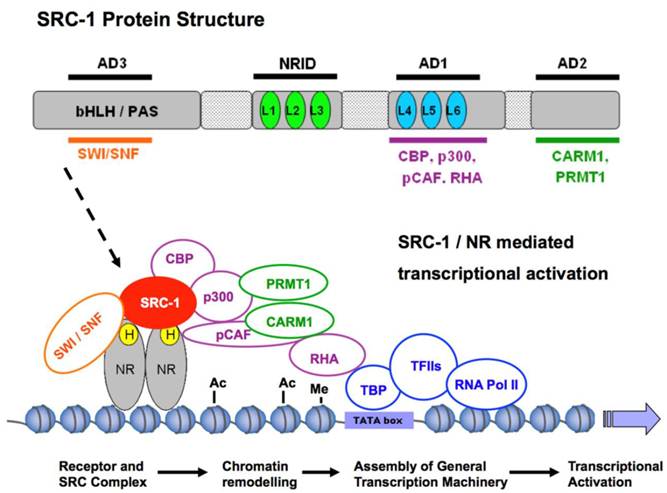 Int J Biol Sci Image