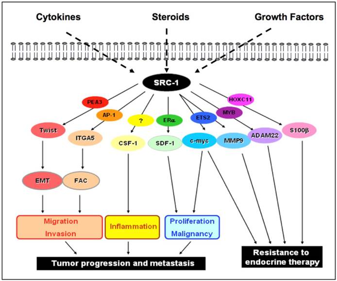 Int J Biol Sci Image