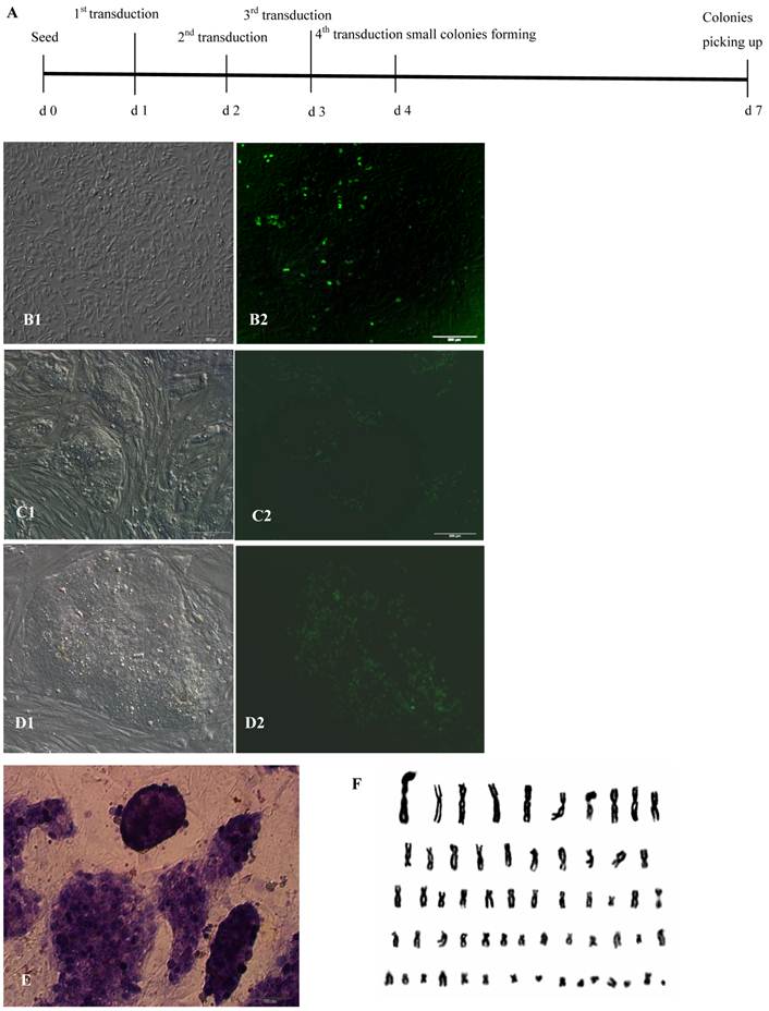 Int J Biol Sci Image
