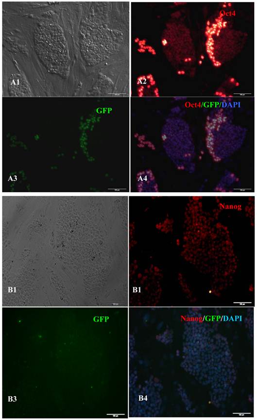 Int J Biol Sci Image