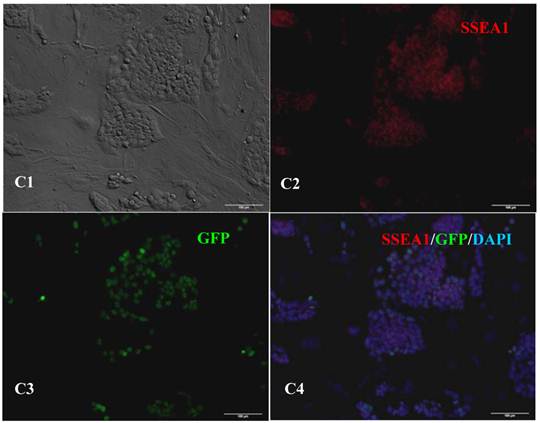 Int J Biol Sci Image