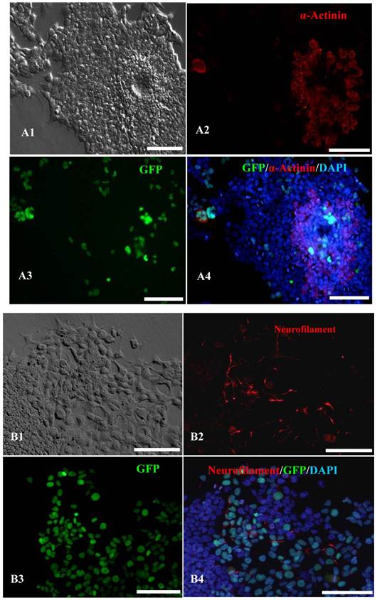 Int J Biol Sci Image