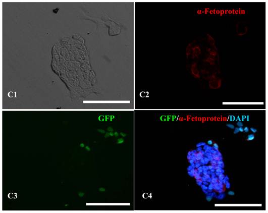 Int J Biol Sci Image