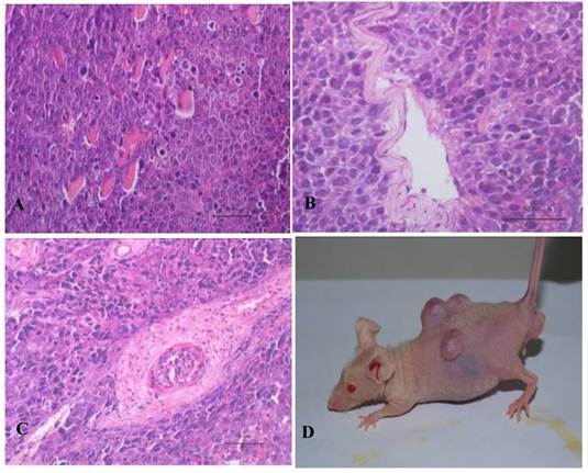 Int J Biol Sci Image