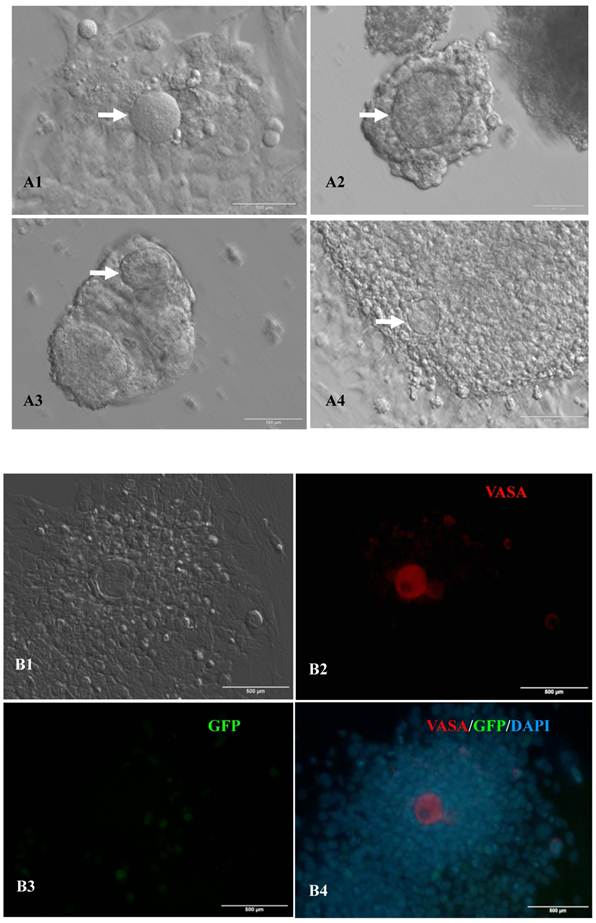 Int J Biol Sci Image