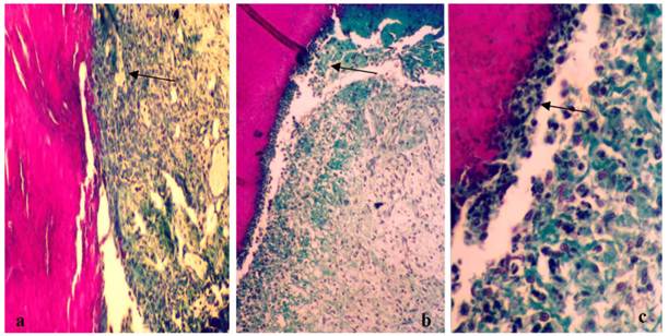 Int J Biol Sci Image