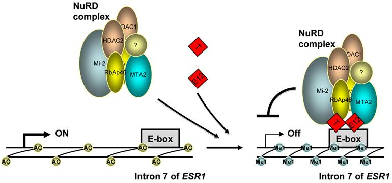 Int J Biol Sci Image