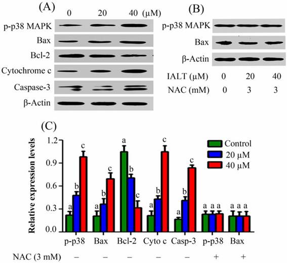 Int J Biol Sci Image