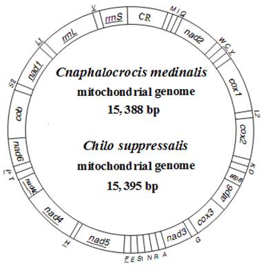 Int J Biol Sci Image