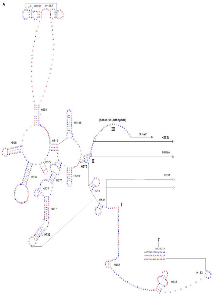 Int J Biol Sci Image