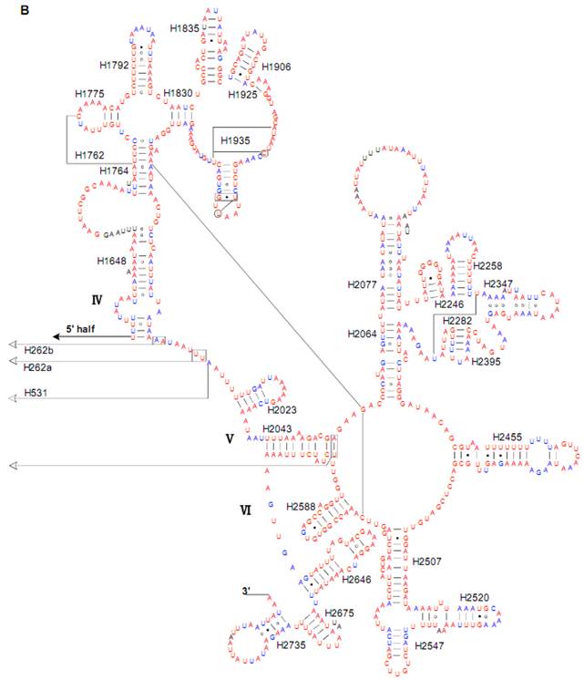 Int J Biol Sci Image