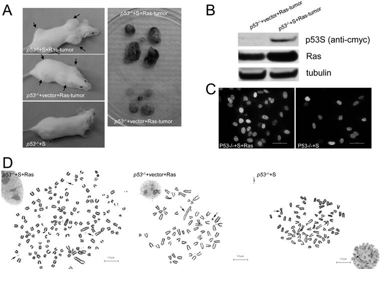 Int J Biol Sci Image