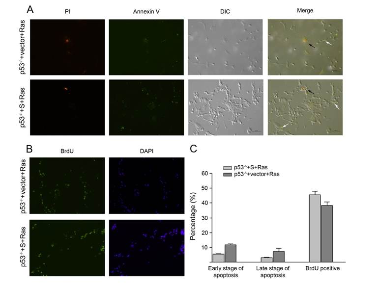 Int J Biol Sci Image