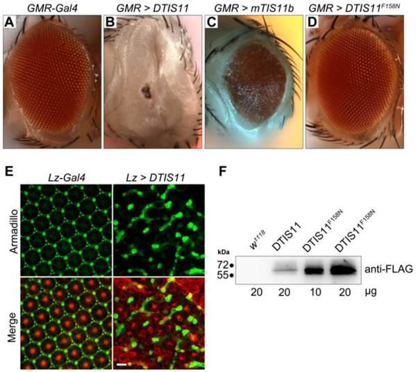 Int J Biol Sci Image