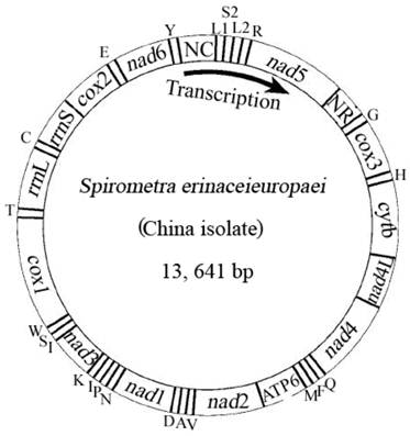 Int J Biol Sci Image